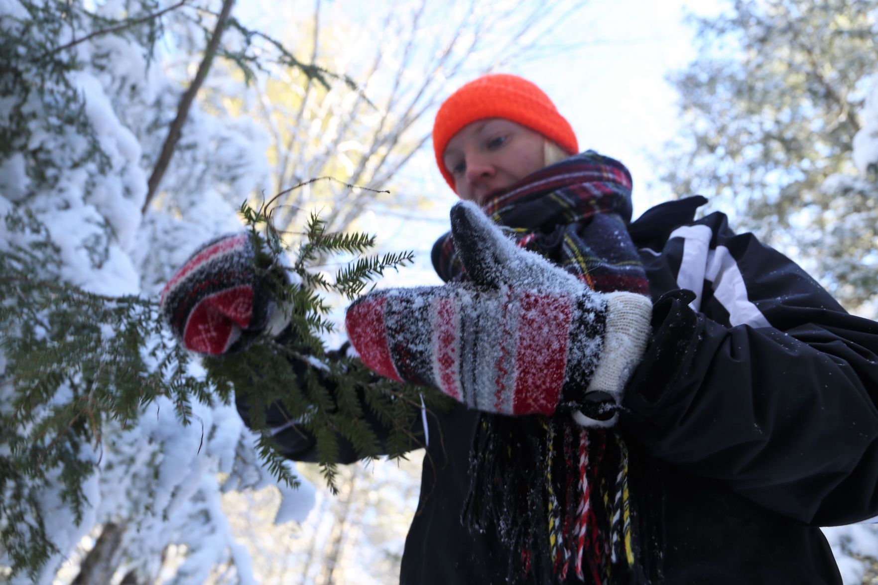 Looking for hemlock woolly adelgid